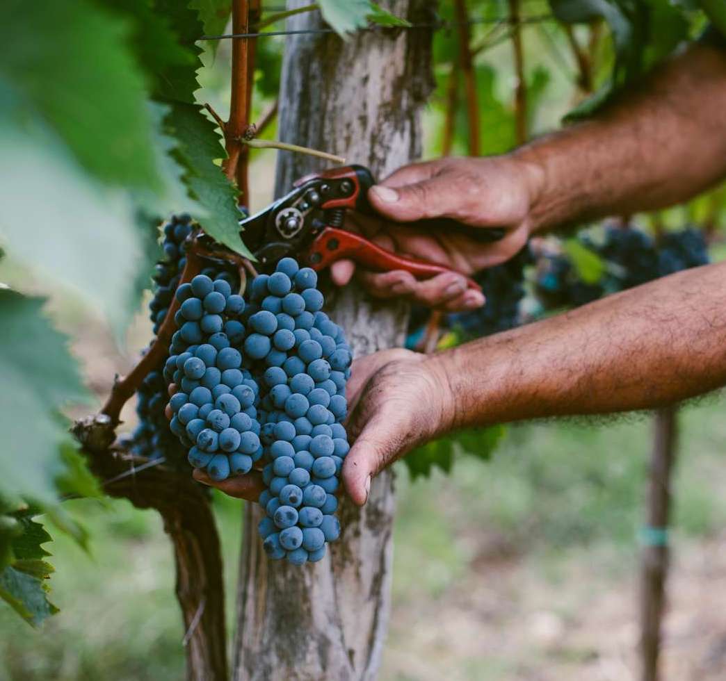 Wine Harvesting/ Picking